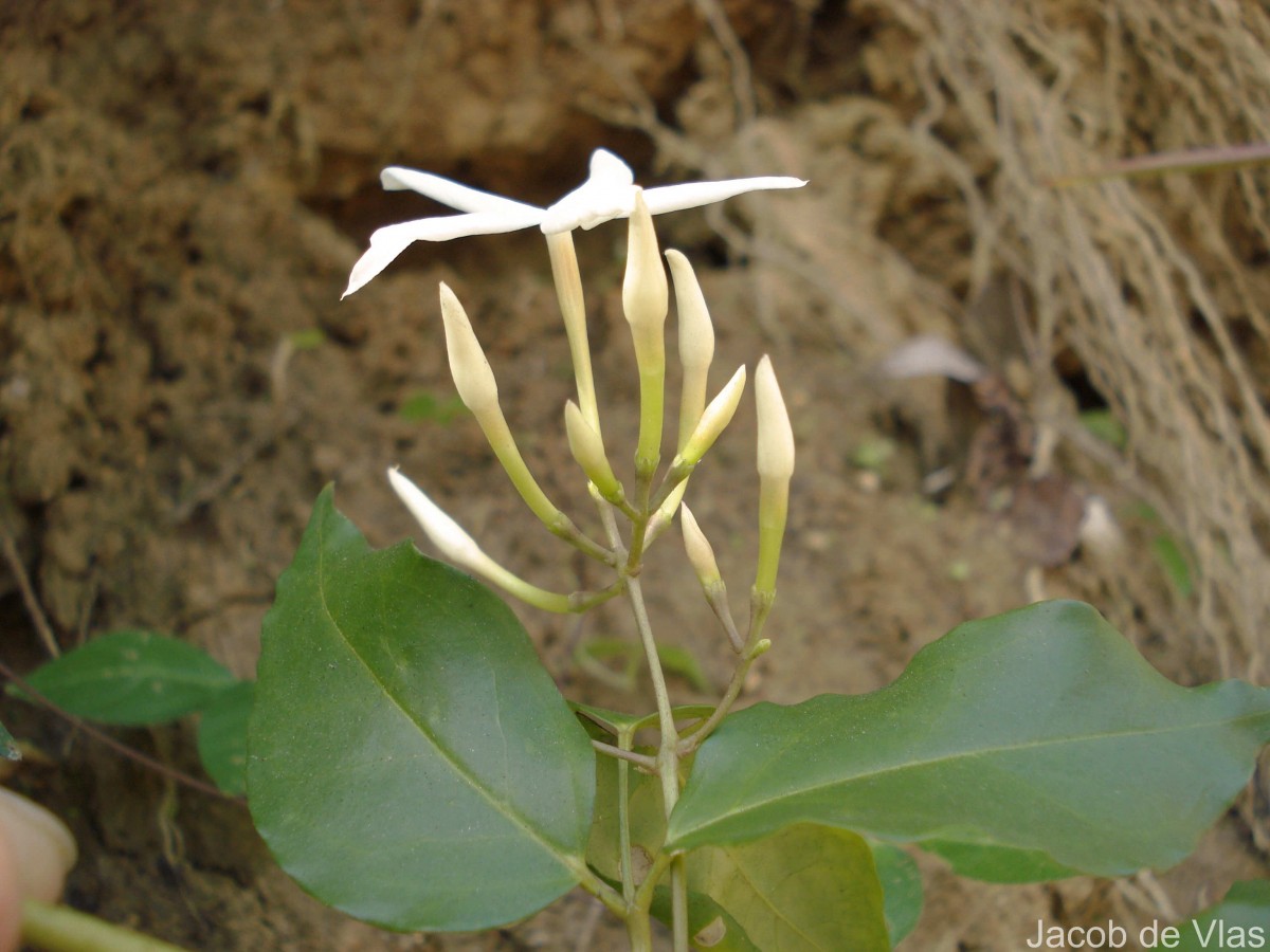 Jasminum flexile Vahl